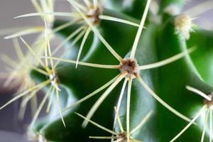 närbild av en grön kaktus med skarp spikar. Macro foto