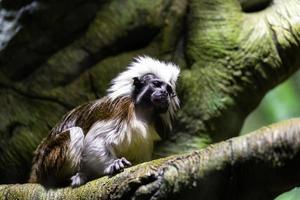 marmosets på de naturlig bakgrund foto