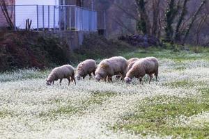 landskap från tzoumerka naturlig parkera foto