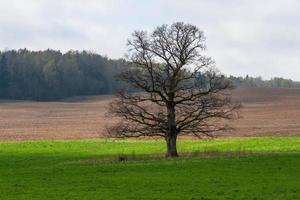 lettiska springtime landskap foto