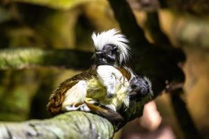 marmosets på de naturlig bakgrund foto