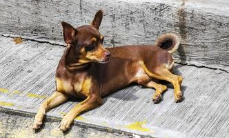 ryska leksak terrier hund porträtt ser härlig och söt Mexiko. foto