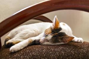 trött vit katt sovande på fåtölj stol i Mexiko. foto