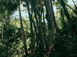 bambu skog se foto