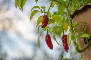 chili träd dekoration i de skön gaden på middag. foto