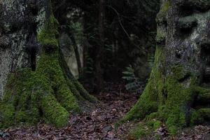 rötter av träd med grön mossa i höst skog foto