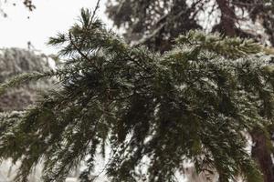 träd i de snö, vinter- landskap foto