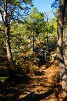 höst i fontainebleau foto