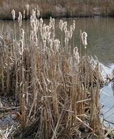 säv eller cattail --tyfa latifolia-- på sjö i mars, Tyskland foto