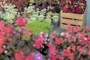 Lycklig trädgårdsmästare kvinna i handskar och förkläde växter blommor på de blomma säng i Hem trädgård. trädgårdsarbete och blomsterodling. blomma vård foto