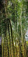 skön naturlig landskap av bambu växt porträtt foto