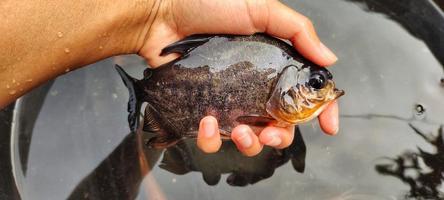 ikan bawal i hand. föder upp av parastromateus niger i fisk dammar. svart pomfret fisk är ofta Begagnade som konsumtion för människor i Asien, för exempel för de människor av indonesiska. foto