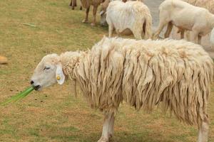 vit och brungul får är Uppfostrad på jordbrukare gårdar till klippa, sälja, och visa till herdar som ett ekoturism i de foten och dalar med lite värma och Häftigt klimat till skaffa sig Begagnade till de får. foto