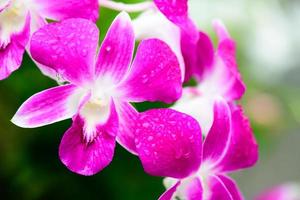 lila färsk orkidéer blommor i trädgård foto