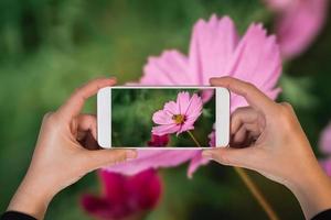 hand innehav mobil telefon och ta en Foto bin äter pollen på kosmos blommor, blomning i trädgård. färgrik kosmos blommor i vår morgon. kosmos blommor på de bruka soluppgång morgon. kopia Plats.