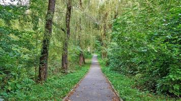 väg i de skog eller parkera. träd gränd foto