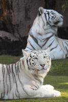 vit tiger i en Zoo foto