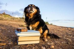 söt hund med böcker foto