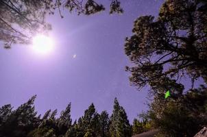 skog se botten till topp foto