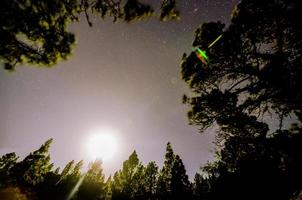 skog se botten till topp foto