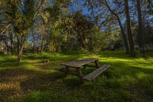 fredlig naturlig miljö i de skog foto