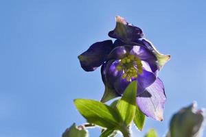 blå lila vild orkide på en grön äng. blomma Foto från natur. landskap