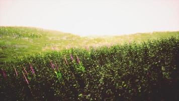 tuscany landskap med skön grön kullar springtime foto