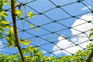 växt vin av gac frukt i bruka med netto på himmel bakgrund foto
