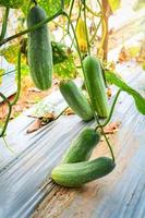 färsk grön gurka växande på växt vin träd på organisk vegetabiliska trädgård bruka vänta för skörd gurka foto