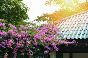 lila bougainvillea blomma blomning på de tak rosa papper blomma på främre gård foto