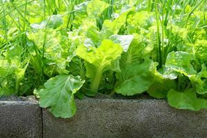 organisk vegetabiliska trädgårdsarbete med grön blad färsk vegetabiliska blanda mängd sallad vår lök vitlök på betong pott, vegetabiliska trädgård i de bakgård trädgård Hem trädgårdsarbete natur vegetabiliska foto