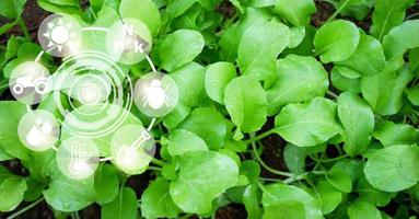 smart bruka modern jordbruks teknologi vegetabiliska trädgård organisk, senap grönt sallad vegetabiliska blad färsk grönsak, eco vänlig trädgårdsarbete natur digital odla, smart jordbruk innovation foto