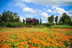 vår blommor orange mexikansk aster i de blomma trädgård sommar tid och blå himmel foto