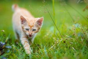 porträtt av en röd kattunge i de trädgård. röd kattunge med grön ögon och med stor öron. djur- bebis tema foto