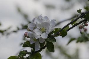 blomning äpple träd i vår. rosa blommor av en blomning äpple träd i vår på en solig dag närbild makro i natur utomhus. foto