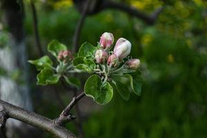 en blomning äpple träd på en suddigt naturlig bakgrund. selektiv fokus. foto