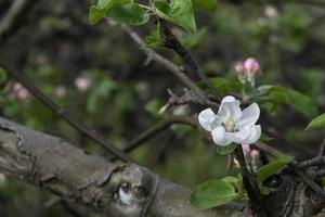 en blomning äpple träd på en suddigt naturlig bakgrund. selektiv fokus. foto