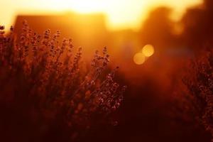 stänga upp av buskar lavendel- blomning doftande fält på solnedgång. lavendel- lila aromatisk blommor på lavendel- fält av de franska provence nära paris. foto