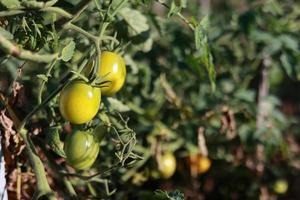 växande gul plommonformad tomat, mogning av tomater. färsk tomater på gren i organisk Hem vegetabiliska trädgård, växthus. organisk jordbruk, friska mat, bio viands, tillbaka till natur begrepp. foto