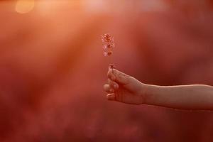 hand av barn är innehav en lavendel- blomma i de mitten av de lavendel- fält på solnedgång ljus bakgrund. skön lila lavendel- blommor. kärlek av natur, harmoni. kopia Plats foto