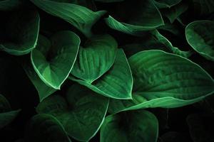 löv av spathiphyllum cannifolium, abstrakt grön textur, natur bakgrund, tropisk blad foto