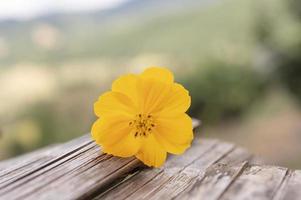 gul blommor på rustik trä- tabell i årgång stil för suddig bakgrund. foto