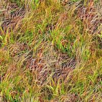 Foto realistisk sömlös gräs textur i anställer med Mer än 6 megapixel i storlek