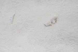 vit sand, abstrakt natur mönster. makro bild av mjuk sand på strand, exotisk närbild, yta av sand foto
