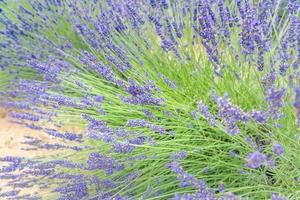 lavendel- buskar närbild på kväll ljus. lila blommor av lavendel. provence område av Frankrike. lavendel- buskar närbild solnedgång. lila buskar av lavendel- i de trädgård. närbild sommar natur foto