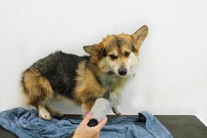 sällskapsdjur professionell bemästra groomer blåsa torkning corgi welsh pembroke hund efter tvättning i grooming salong. kvinna händer använder sig av hår torktumlare få päls torkades med en blåsare. djur- frisyr begrepp. närbild. foto