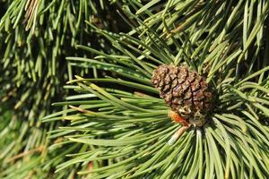 kon av berg tall träd pinus mugo med knoppar, lång gren och barr. mughus pumilio cultivar dvärg- i sten parkera. sammansättning för Semester jul kort. natur botanisk begrepp. närbild foto