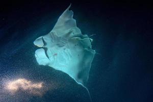 manta äter krill plankton på natt foto