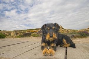 ett isolerat hund terrier svart och brun medan ser på du foto