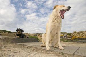 en vit hund gapande i de molnig bakgrund foto